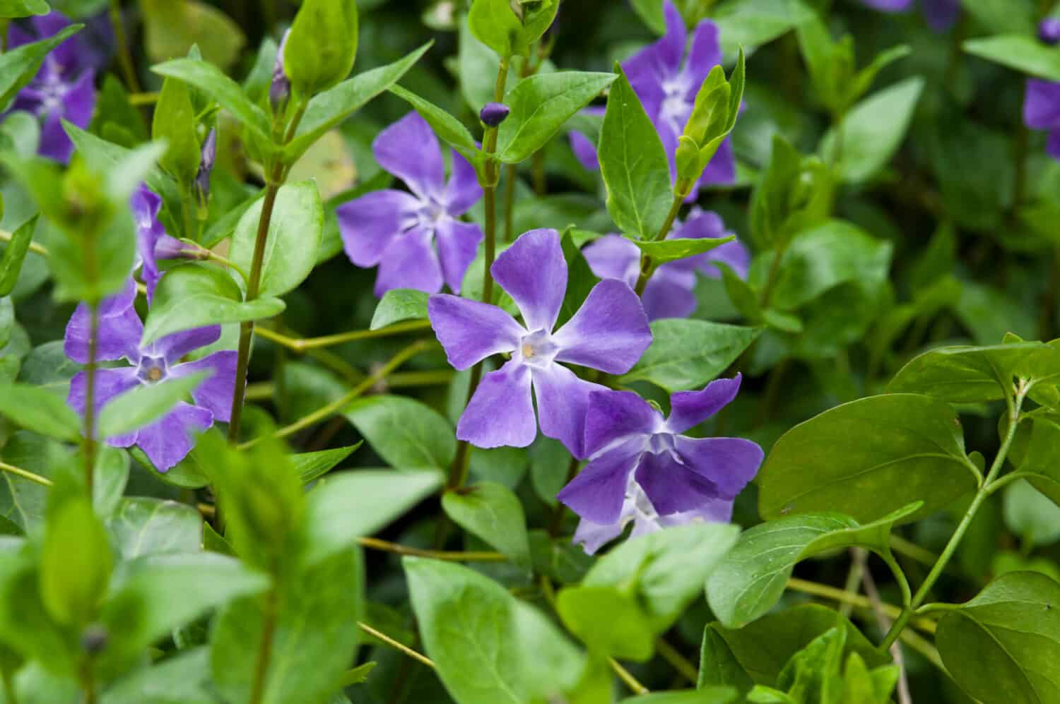 Flowering Vines That Bloom All Summer