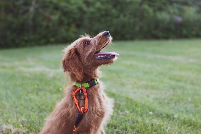 does it work? debunking the myths of bark collars