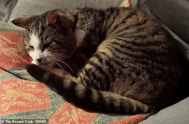 finn the cat is reunited with his owner 12 years after going missing
