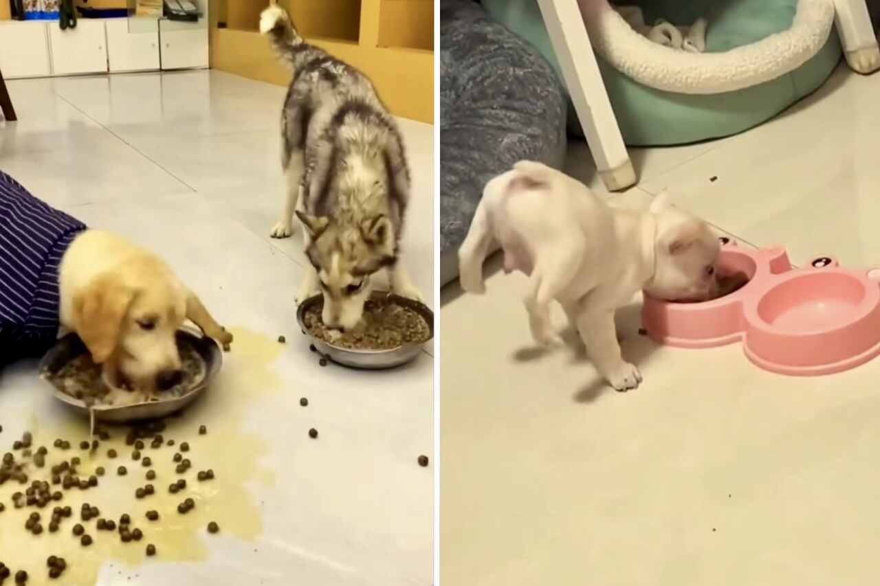 ett roligt videoklipp samlar hundar som äter på de mest bisarra sätten