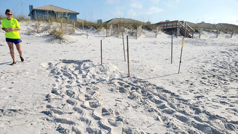 Sea turtle nesting season begins: What Northwest Florida beachgoers should know