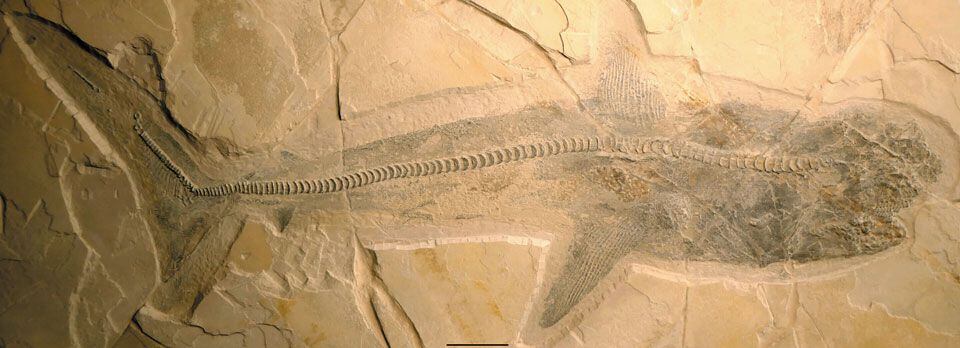 메갈로돈의 친척... 1억년 전 ‘9.7m 원시 상어’의 완벽한 모습