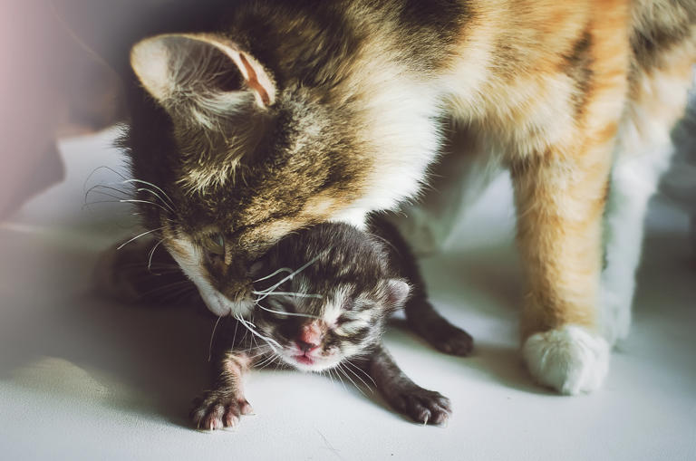 Rescued Pregnant Cat Brings Kittens to Owner
