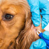 Map Reveals 32 States Where Dog Owners Warned of Common Tick-Borne Disease<br>