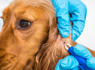 Map Reveals 32 States Where Dog Owners Warned of Common Tick-Borne Disease<br><br>