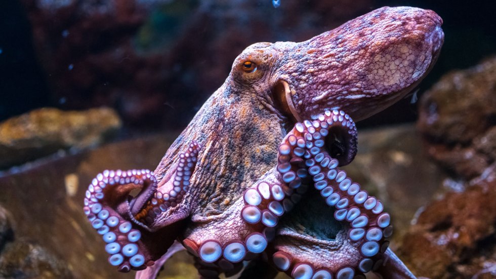 washington forbyr oppdrett av blekksprut