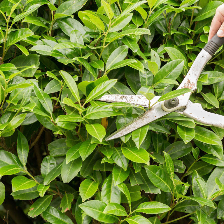 How to prune hedges - a simple step-by-step process to cut them back ...