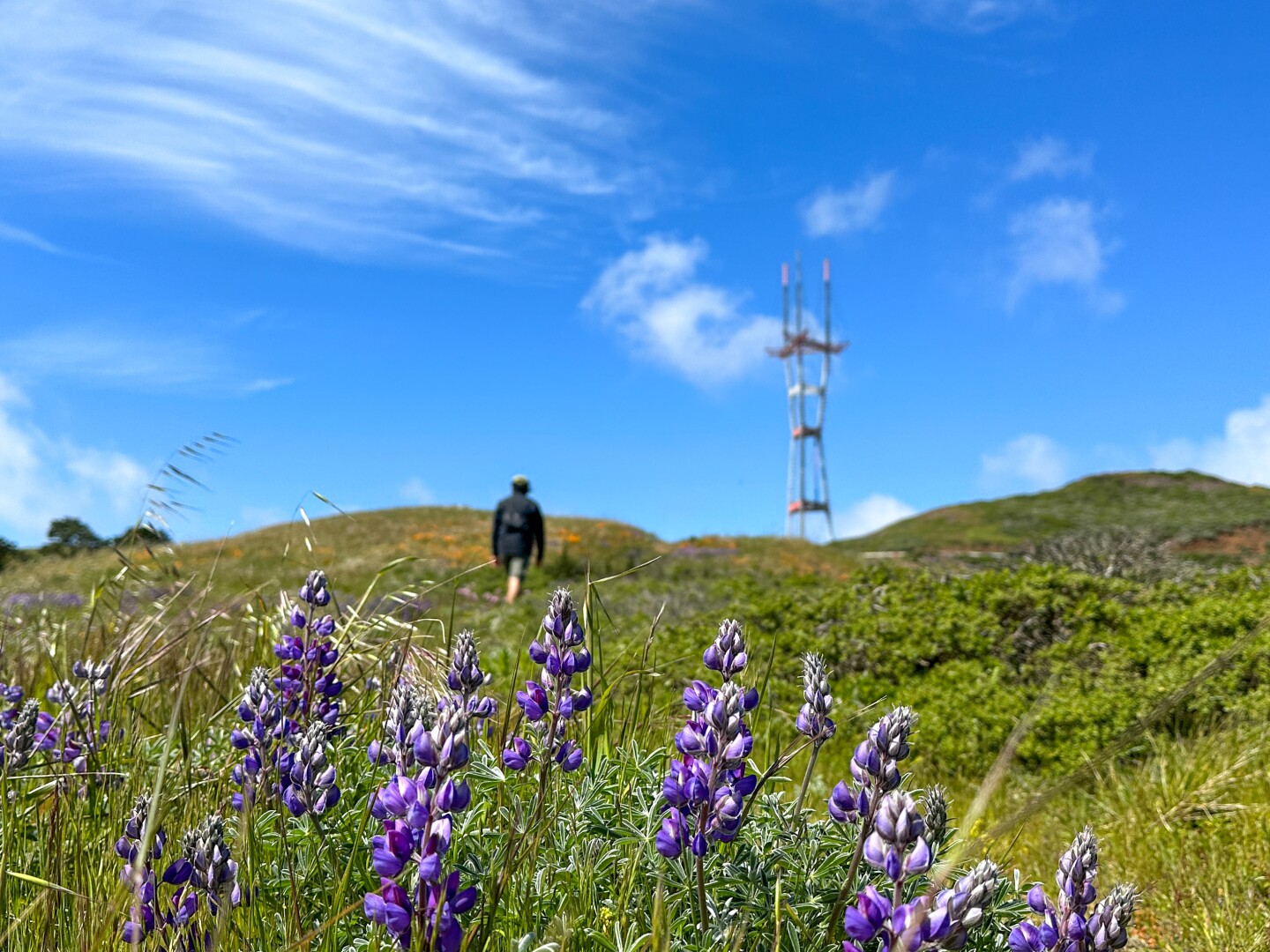 <a>In the spring, Twin Peaks is full of color thanks to blooming poppies and lupines.</a>