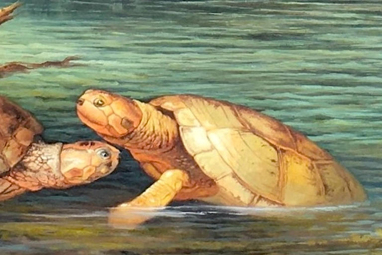 Giant Turtle Revealed in 'Remarkable' 57-Million-Year-Old Fossils