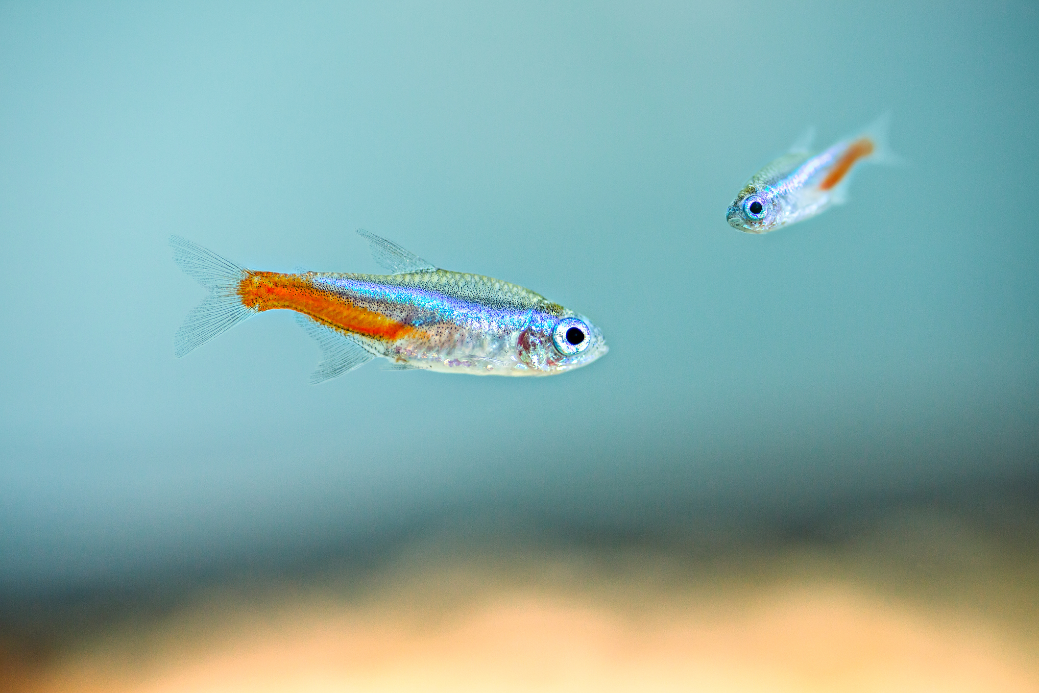 <p>  <a href="https://www.aquariumsource.com/types-of-tetras/">Tetras</a> are freshwater fish that are not only vibrant and captivating with their schooling antics but also delightfully low-maintenance. They’re perfect for both newbie and experienced aquarium enthusiasts. Tetras are quite adaptable with varied water conditions, too. This makes upkeep super simple. And, their relaxed personality ensures they’ll get along well with other tank mates. Just make sure you have room for a school — these social fish do best in groups of at least six tetras per tank. </p>