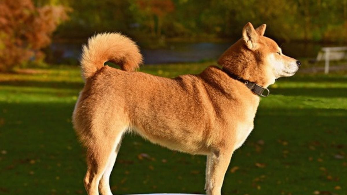 recenti scoperte scientifiche svelano il mistero dello scodinzolio nei cani
