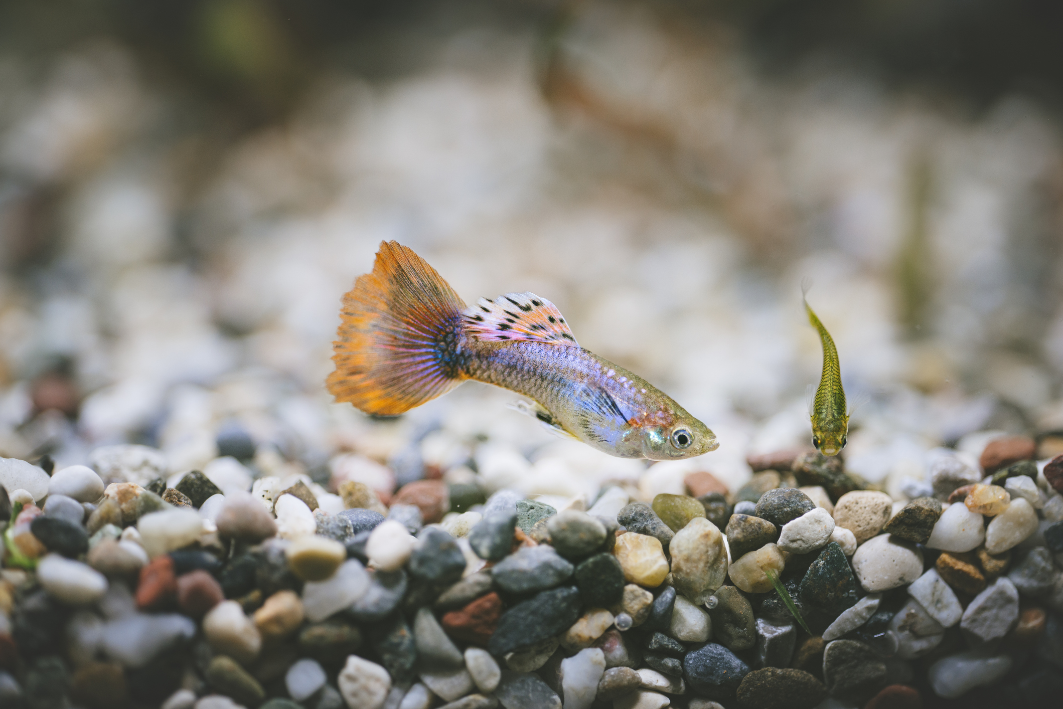 <p>  <a href="https://www.lovetoknowpets.com/aquariums/guppy-types" title="Guppy Types and Species">Guppies</a> are another freshwater fish species that beginners love. Like tetras, their vibrant colors and variations light up the aquarium. They're also lower-maintenance, which makes them a favorite among both newbies and aquarium enthusiasts. Like tetras, they get along with other fish species, but guppies can be prolific breeders. Do your research on optimal female/male and fish-to-tank ratios before adding guppies to your ecosystem.  </p>
