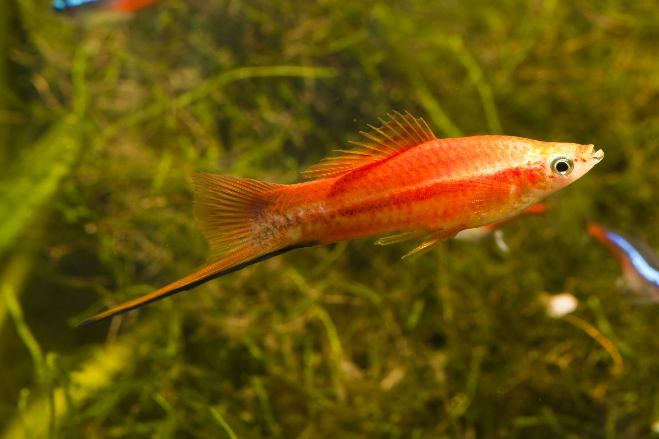 <p>  The freshwater swordtail is a beautiful fish, and it’s super easy to tell the difference between males and females. The males legit have a sword coming off their tail! They’re easy to care for and are super active. You won’t be bored watching these guys swim around. </p> <p>  Since they are so active, it’s important not to add in too many decorations to give them enough space to swim freely. Don’t take out all the décor — males sometimes want to defend their territory — so you should still make sure there are plenty of hiding spots. </p> <blockquote><h3>Quick Tip</h3><p>    Swordtail fish are schoolers and do best in groups of at least 4-5.    </p></blockquote>