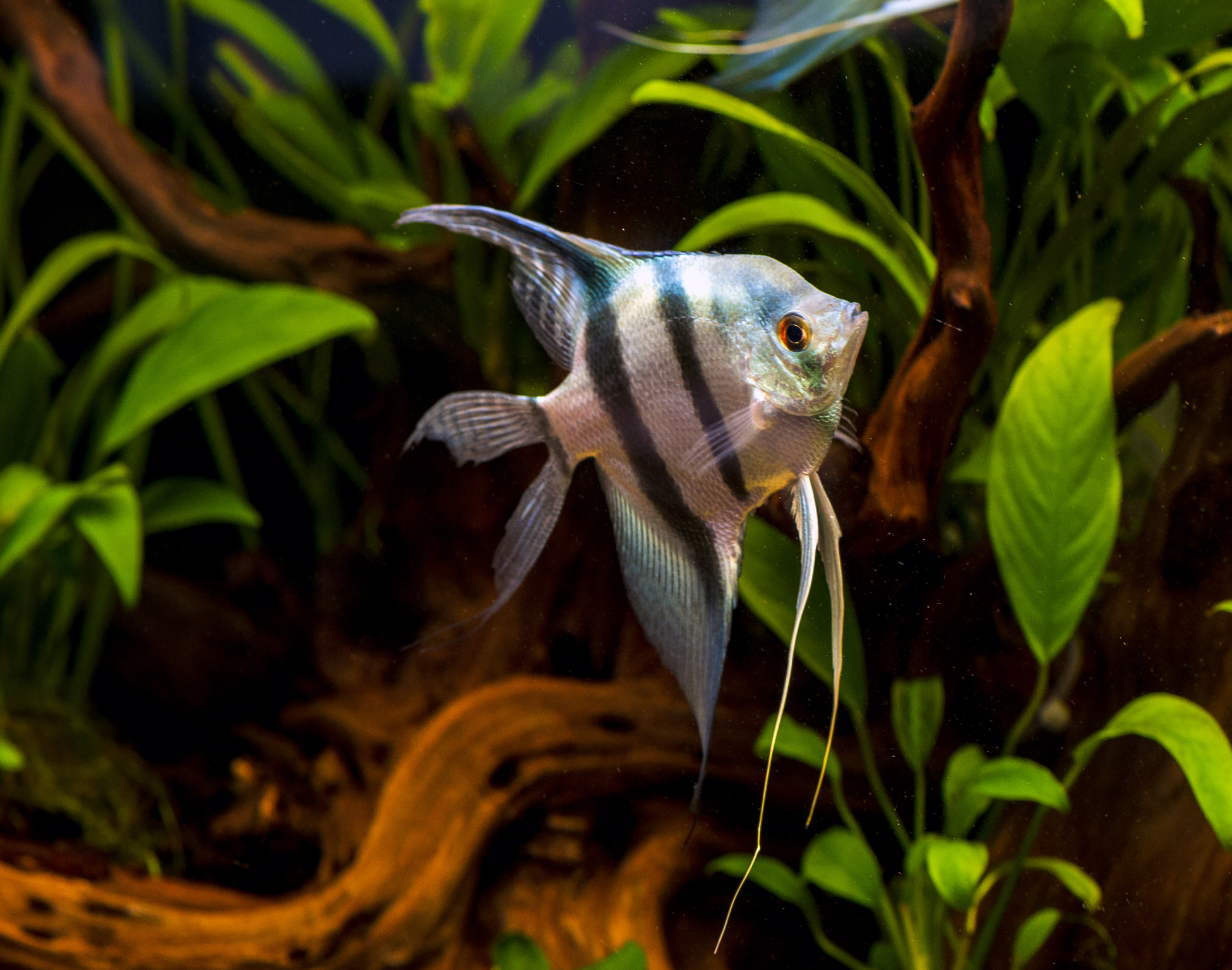 <p>  Have you ever seen a <a href="https://www.lovetoknowpets.com/aquariums/10-facts-about-angelfish" title="10 Fun and Interesting Angelfish Facts">freshwater angelfish</a> in action? They're like the royalty of the fish world, all elegance with their triangle shapes and flowy fins. But they're not just pretty; these guys have personalities that'll totally charm you. </p> <p>  They're curious and love interacting with everything — including us humans! Sure, they need a bit of special care, like roomy tanks and the right water vibes. But trust me, seeing them thrive is totally worth it. If you want a fish with flair and spunk, angelfish are where it's at. </p>