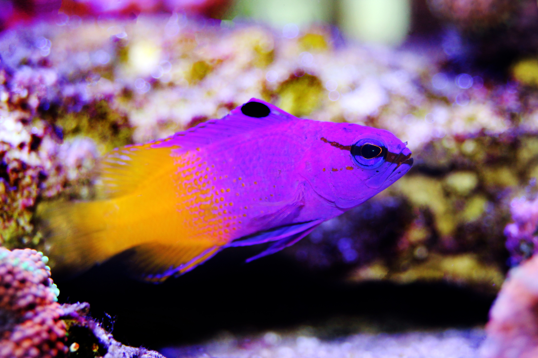<p>  Believe it or not, there's a legit saltwater fish out there called the royal gramma. And yep, it's every bit as regal as it sounds! With a personality that's super friendly and a standout appearance, they're a treat to have in any tank. Their vibrant purple and yellow colors make them absolute show-stoppers. </p> <p>  Just a heads-up, though — while they're pretty friendly with their tankmates, they're not the biggest fans of their own kind. Keep one solo fish of this species and give just one royal gramma the crown to rule the tank. </p>