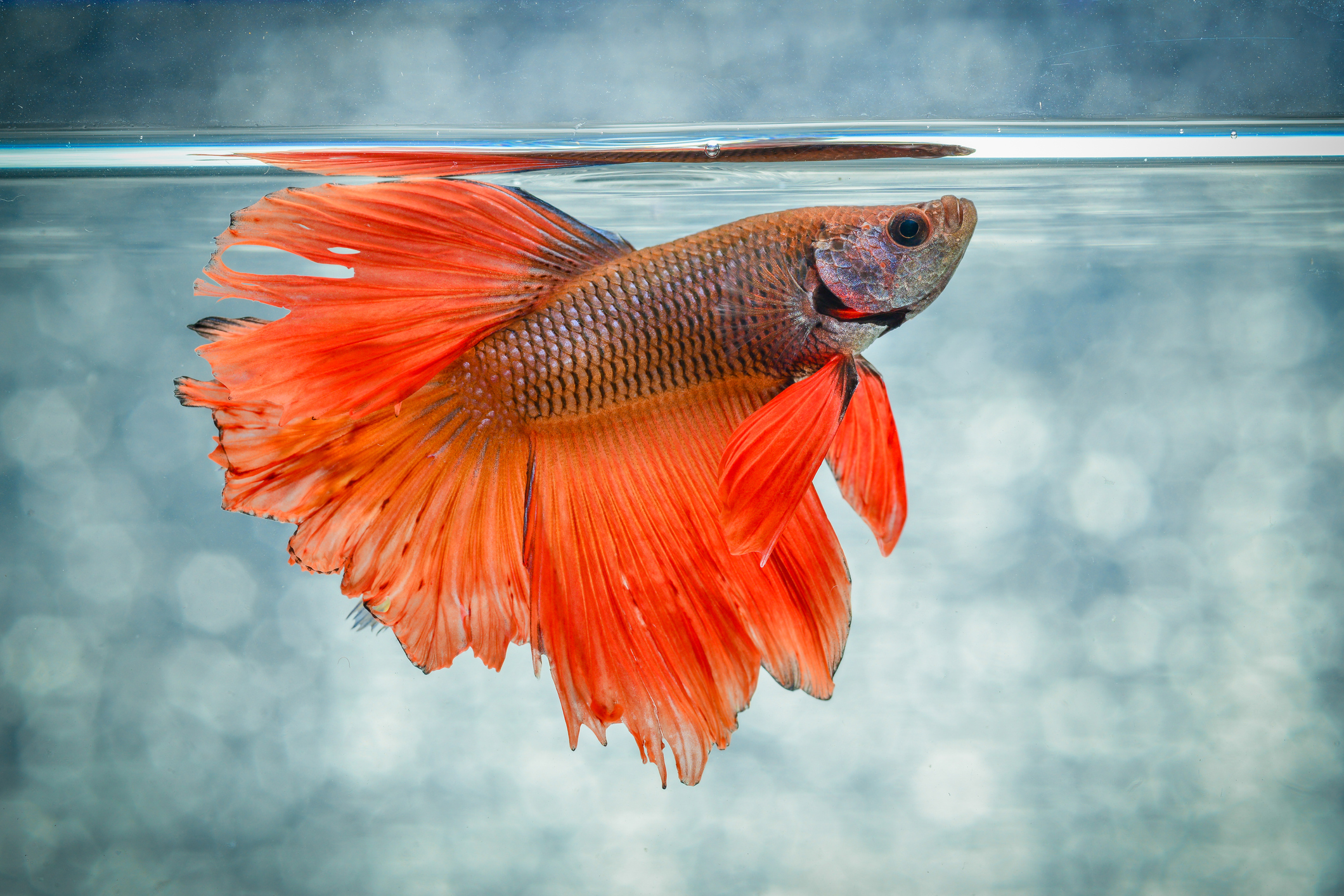 <p>  Bettas are great pets, but they're especially aggressive and territorial. If you're considering adding a betta to your tank, do your research and <a href="https://www.lovetoknowpets.com/aquariums/great-betta-fish-tank-mates" title="10 Perfect Tank Mates for Your Betta (& 5 Species to Avoid)">get a fish companion they're likely to get along with</a>.  </p> <blockquote><h3>Fast Fact</h3><p>    Contrary to popular belief, never put your betta in a bowl or some sort of mini tank. They are hardy, but thrive in a ten gallon aquarium or larger. Show your betta the same love and space you'd show any other fish.   </p></blockquote>