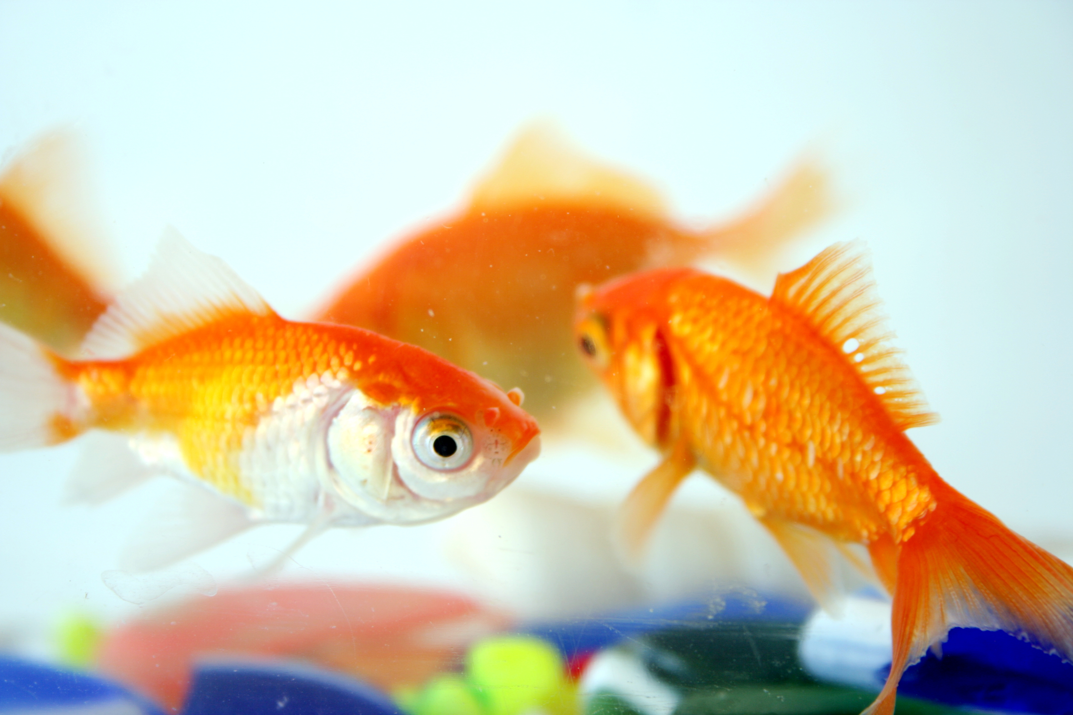 <p>  When you think of fish in a tank, I'd be shocked if goldfish didn't come to your mind first. These captivating swimmers, with their mesmerizing movements and dazzling looks, hold a special place in the hearts of fish enthusiasts and beginners alike.  </p> <p>  <a href="https://www.lovetoknowpets.com/aquariums/types-goldfish" title="Common Types of Goldfish for Aquariums and Ponds">Goldfish</a> thrive in nearly every freshwater condition, which means you don't have to be extra careful constantly checking the pH, water temperature, or salt levels. They have a calm, friendly temperament, allowing them to get along with most other fish species they encounter. </p> <blockquote><h3>Quick Tip</h3><p>    I brought some feeder goldfish home for my kids last year and they're super entertaining to watch and, to top it off, we saved fishy lives!   </p></blockquote>