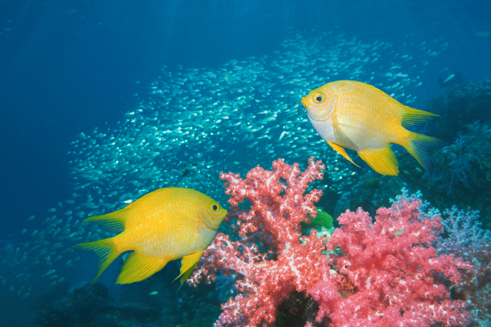 <p>  The yellow damselfish is a burst of sunshine in any tank, not just for its bright hue, but also its spirited nature. They're resilient to various water conditions, making them a top pick for those new to marine pet-keeping. </p> <p>  Their active behavior and easy care make them a lively and colorful addition to any aquarium. Unlike some damselfish, it rarely bothers corals or invertebrates in the tank and adapts easily to a new saltwater aquarium. </p> <blockquote><h3>Quick Tip</h3><p>    Add cleaner shrimp as a neat tank mate to not only help keep the tank clean but also the fish.   </p></blockquote>