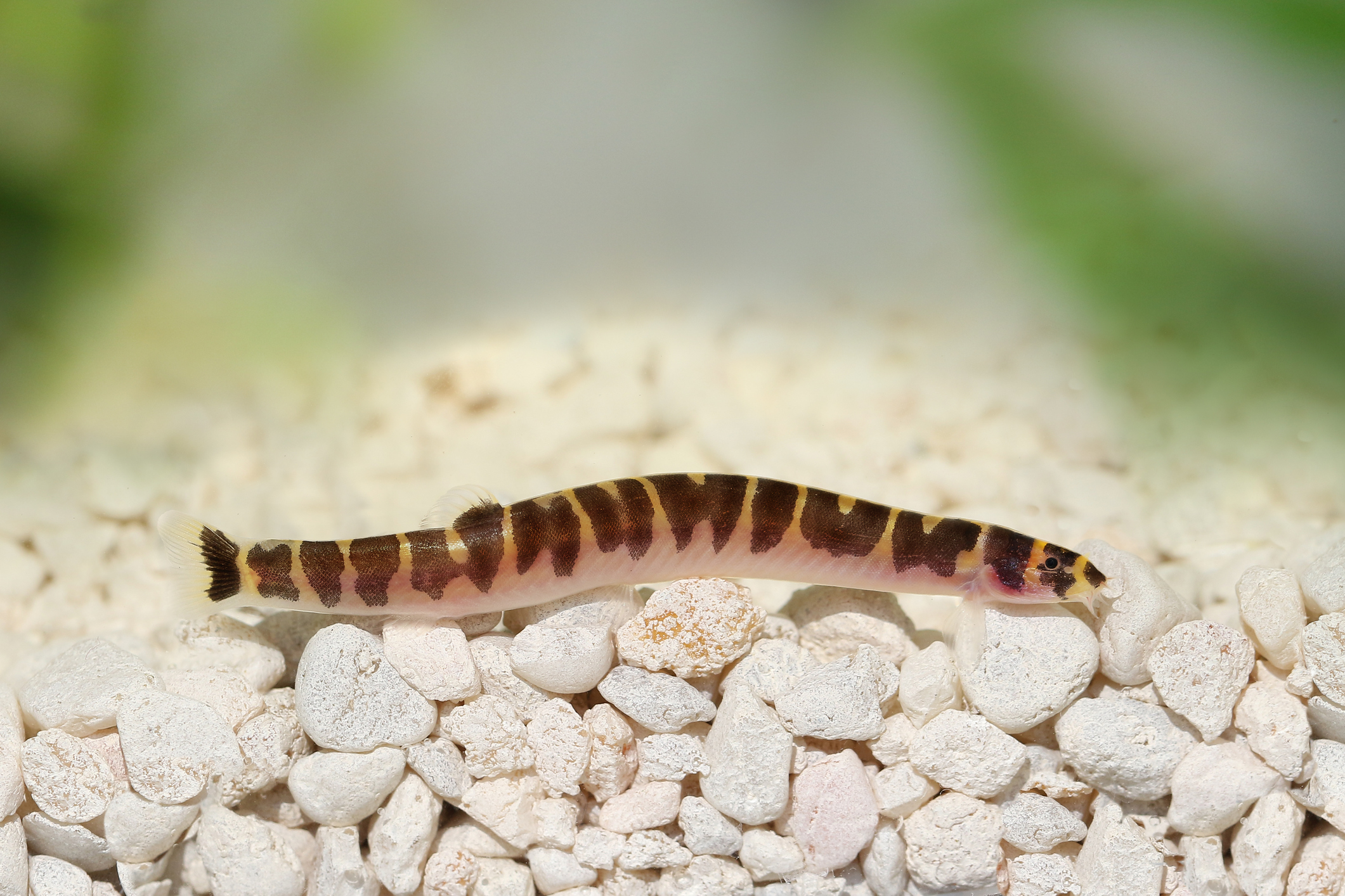 <p>  Kuhli loaches are tiny little eel-like freshwater fishies that wiggle around and hide among the nooks and crannies of your tank, but they won't eat other fish. They're the adventurers of the tank, always burrowing and checking out every corner. </p> <p>  Plus, they're like the unsung heroes of the tank — helping keep things clean by munching on any leftover food. They're pretty chill and low-maintenance, which is a win for both newbie and seasoned fish keepers. </p>