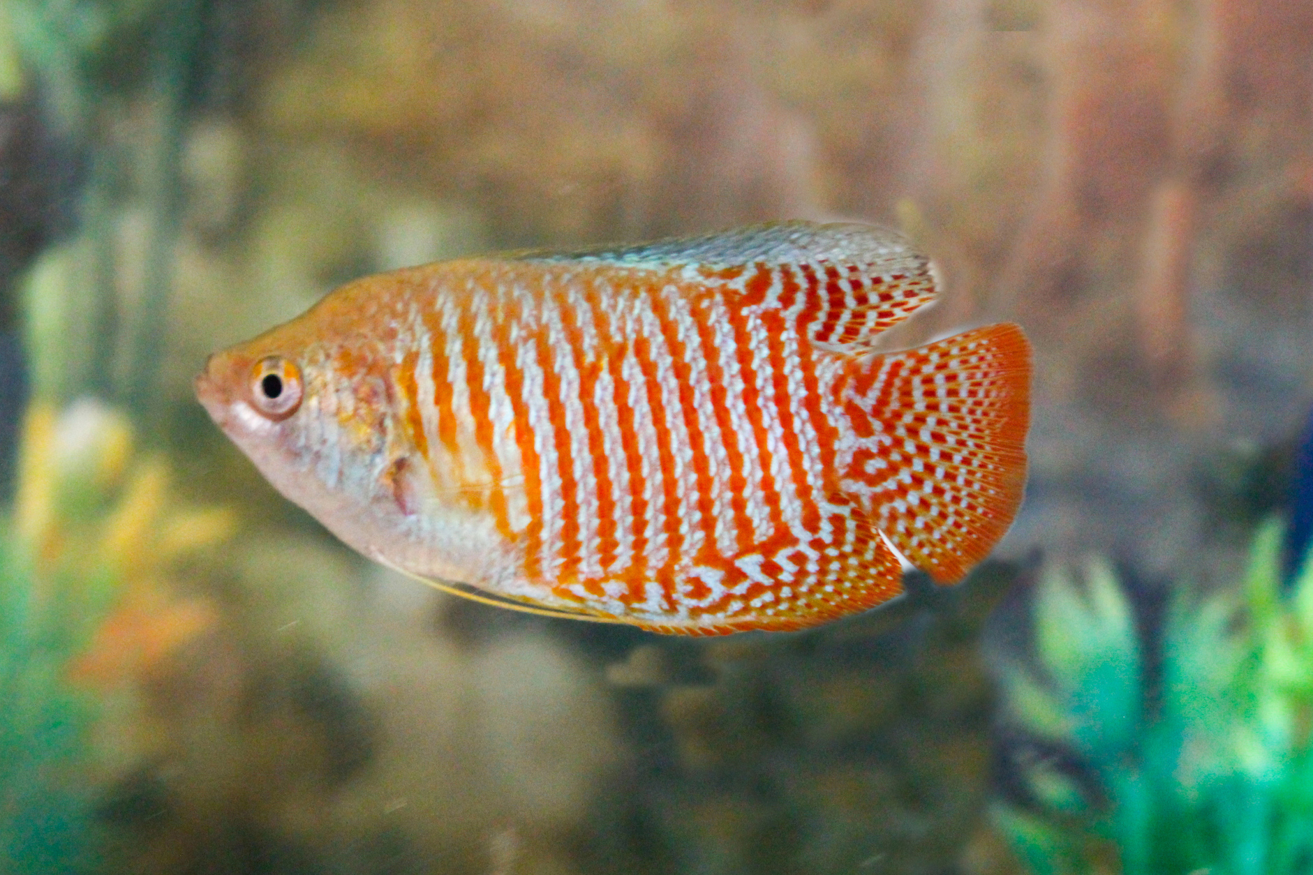 <p>  The gourami's vibrant colors and unique patterns are a visual treat for anyone's aquarium. They're generally peaceful and get along with most tank mates — and their curious and playful nature is sure to keep you entertained. </p> <p>  For all you newbie fish lovers — this fish is more resilient than most — so you'll have time to learn about water pH and other needs as you get to know your fish. </p>