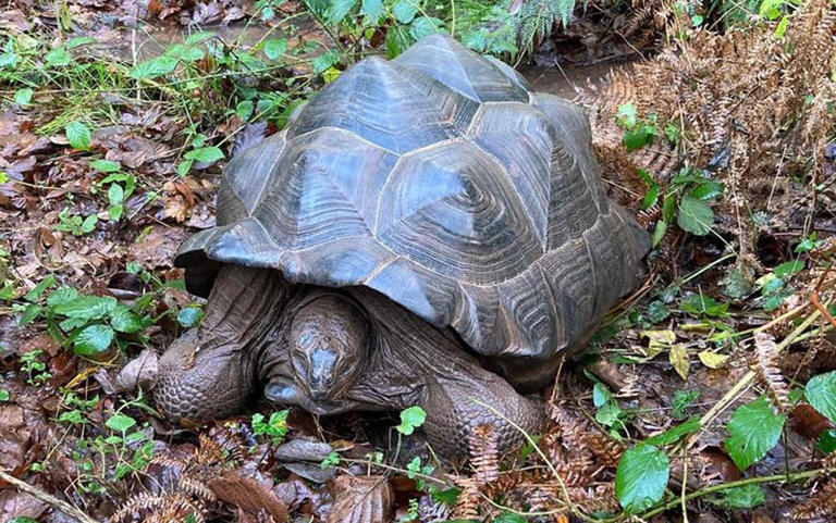 Giant tortoises found dead in Ashclyst Forest ‘smuggled into country’