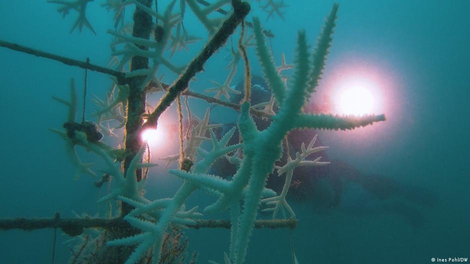 descubren enorme arrecife coralífero de agua fría en ee.uu