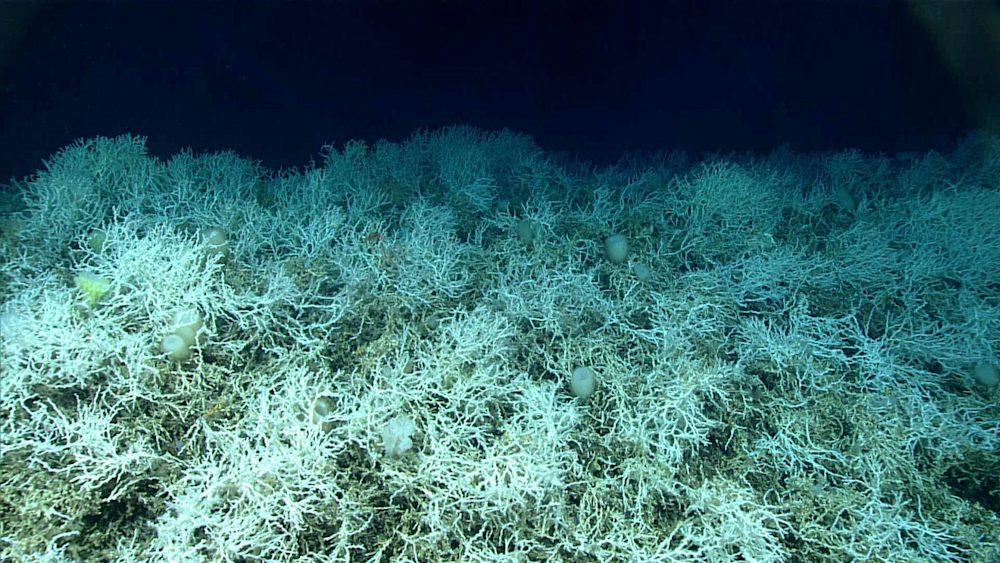 ökologie: riesiges kaltwasser-korallenriff vor us-ostküste entdeckt