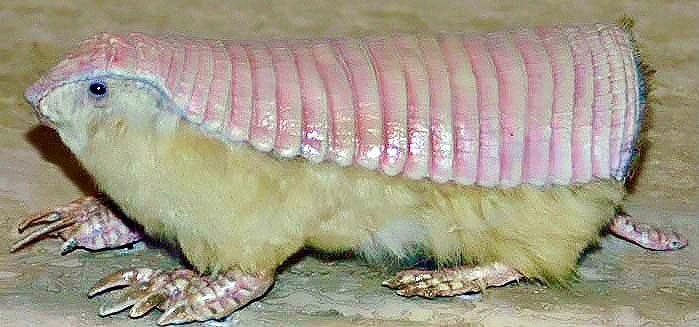 Scientists Uncover Pink Fairy Armadillo's Peculiar Double Skin