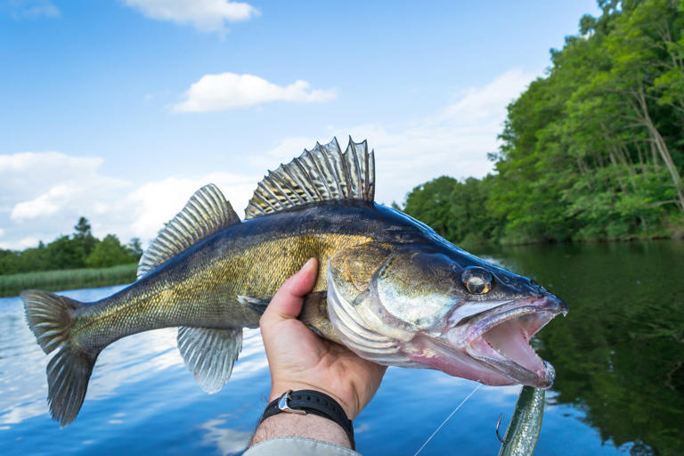 Minnesota DNR is considering a drop in the walleye bag limit