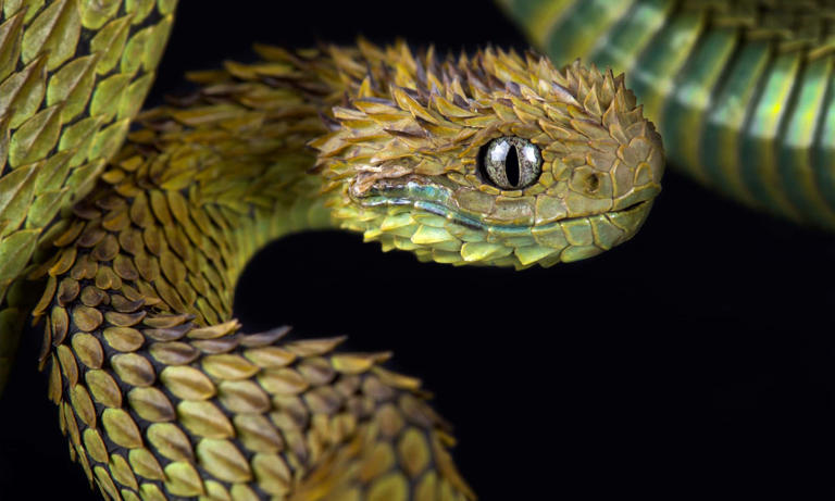 Discover the 10 Weirdest Snakes Found in the U.S.