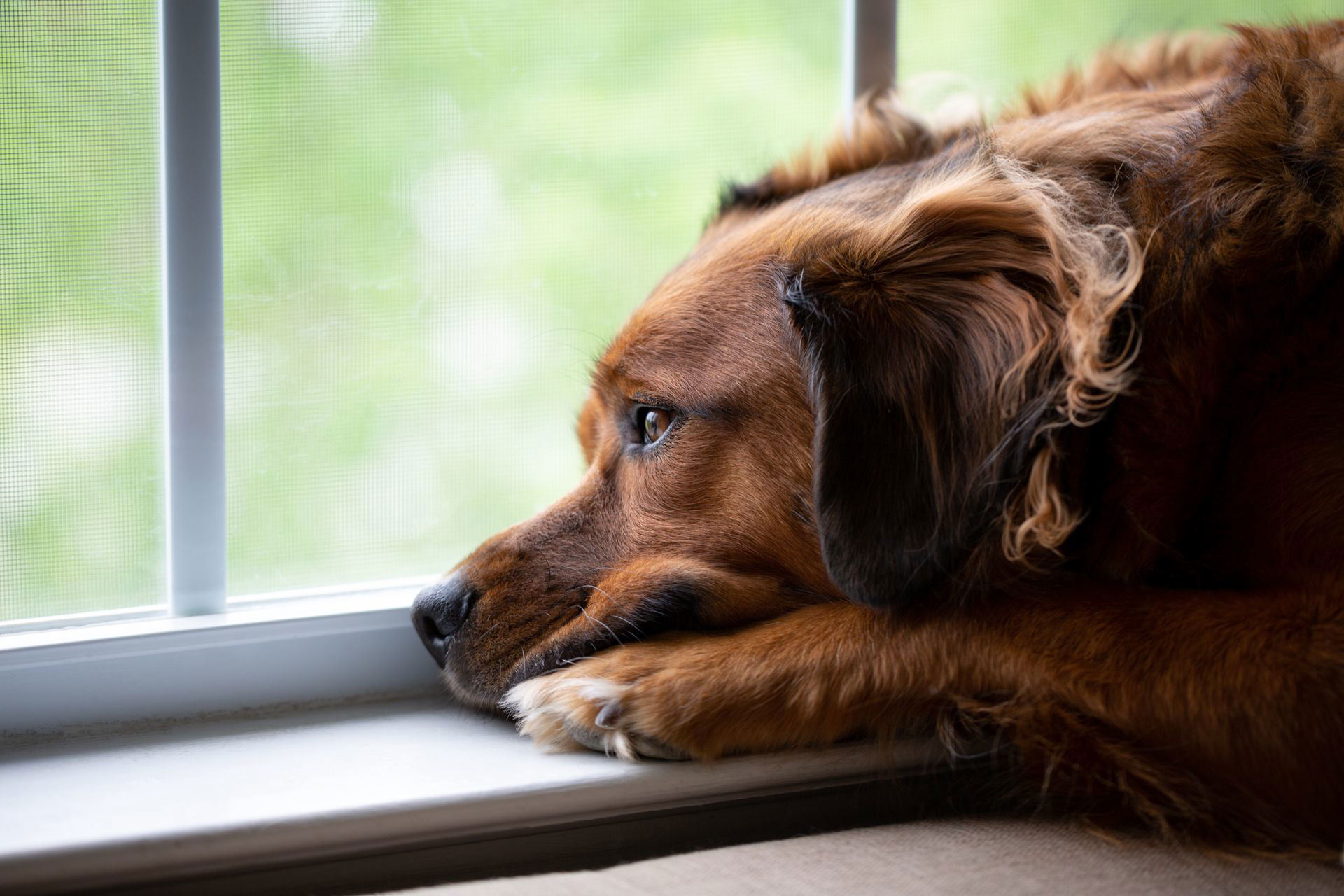 Decoding canine depression. How to spot and address the silent ...