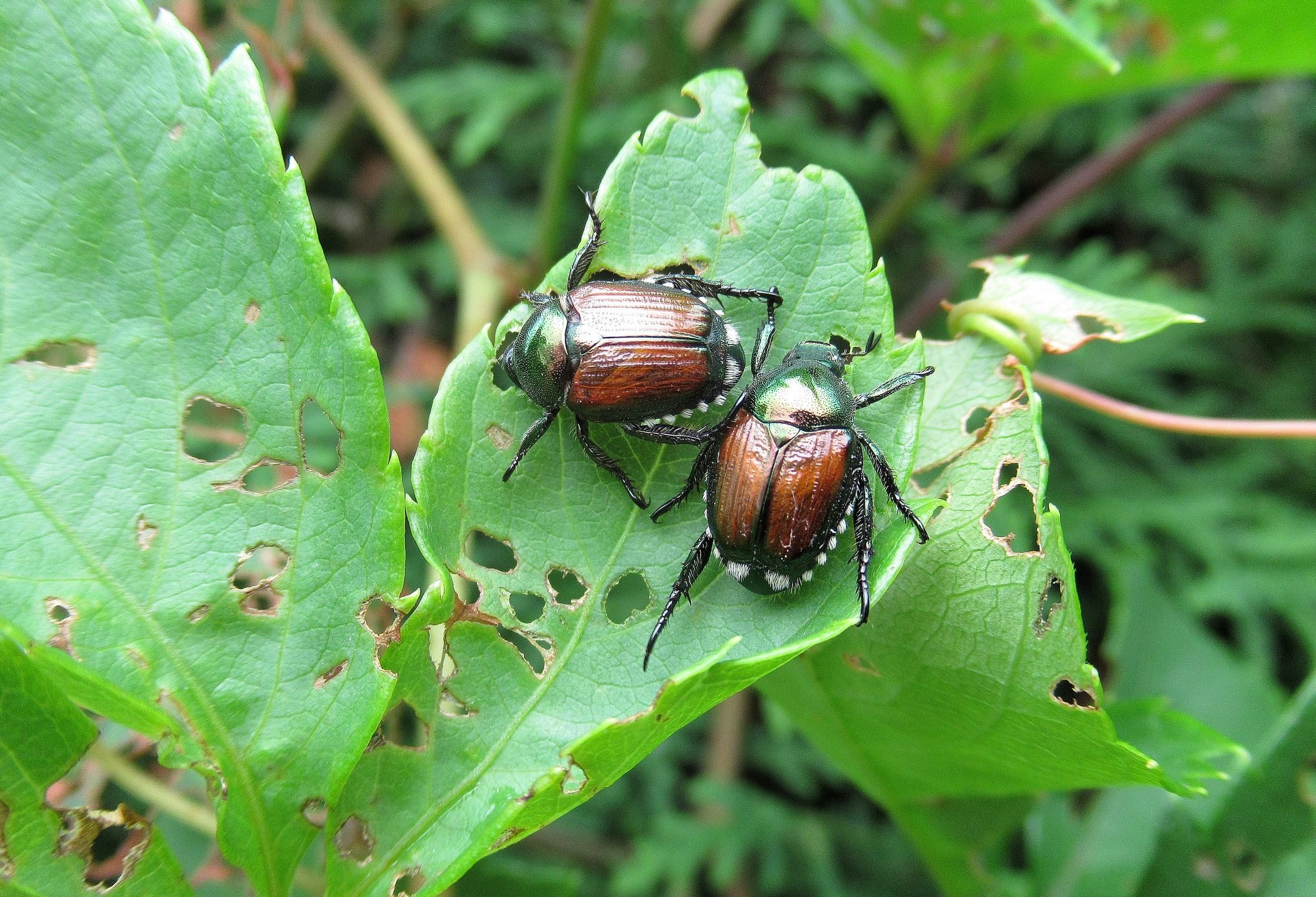 Homeowner’s Guide To Japanese Beetles