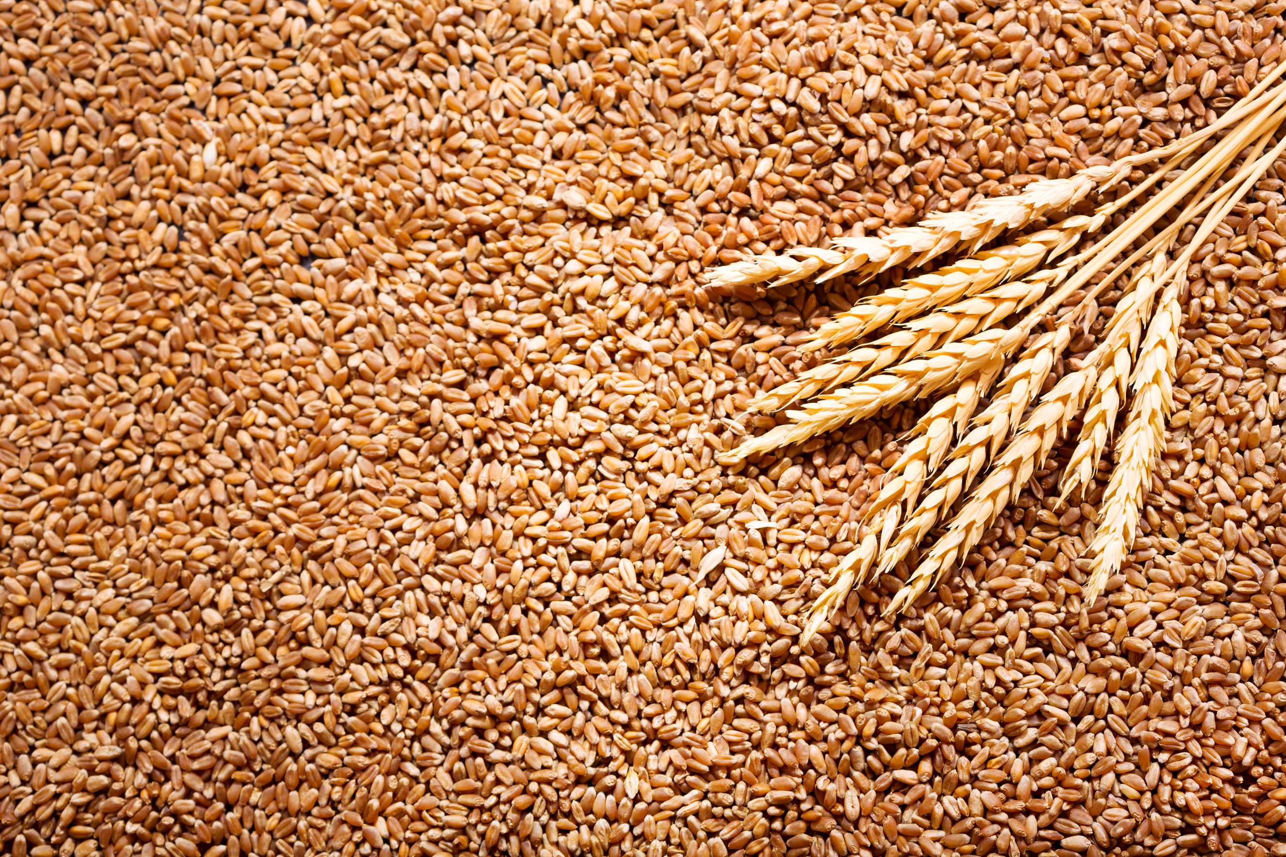Замените пшеничные зерна. Пшеница. Семена пшеницы. Семена твердой пшеницы. Пшеница семенная.