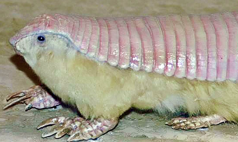 Scientists Uncover Pink Fairy Armadillo's Peculiar Double Skin