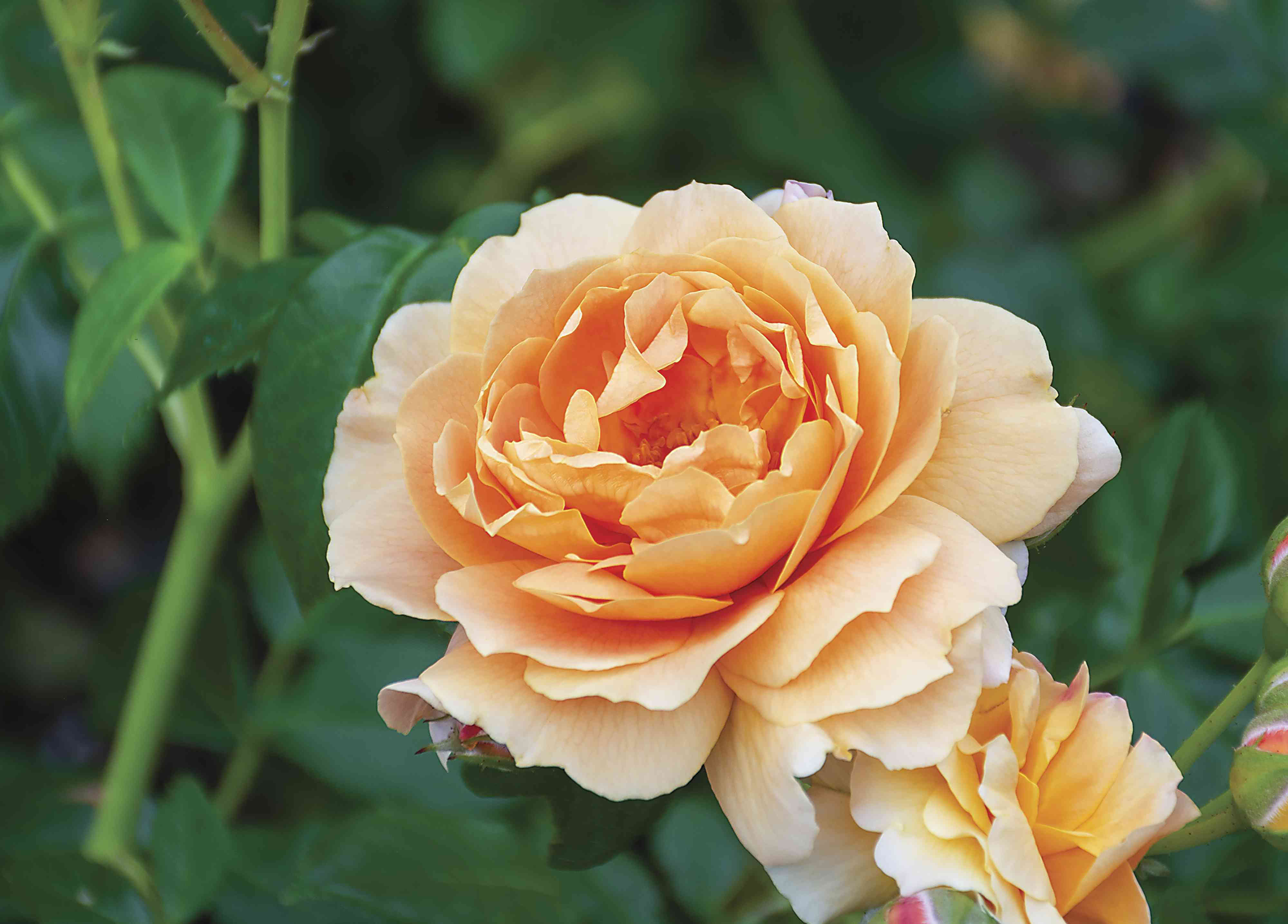 14 Stunning Peach-colored Flowers And Foliage Plants We Love
