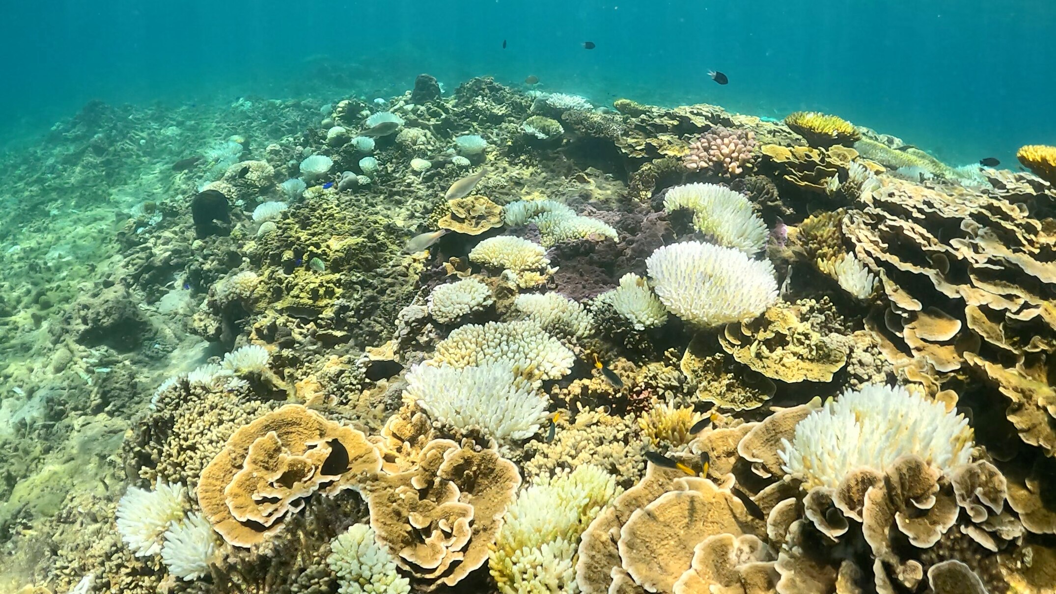 Coral bleaching, erosion and mass fish deaths in Far North Queensland ...