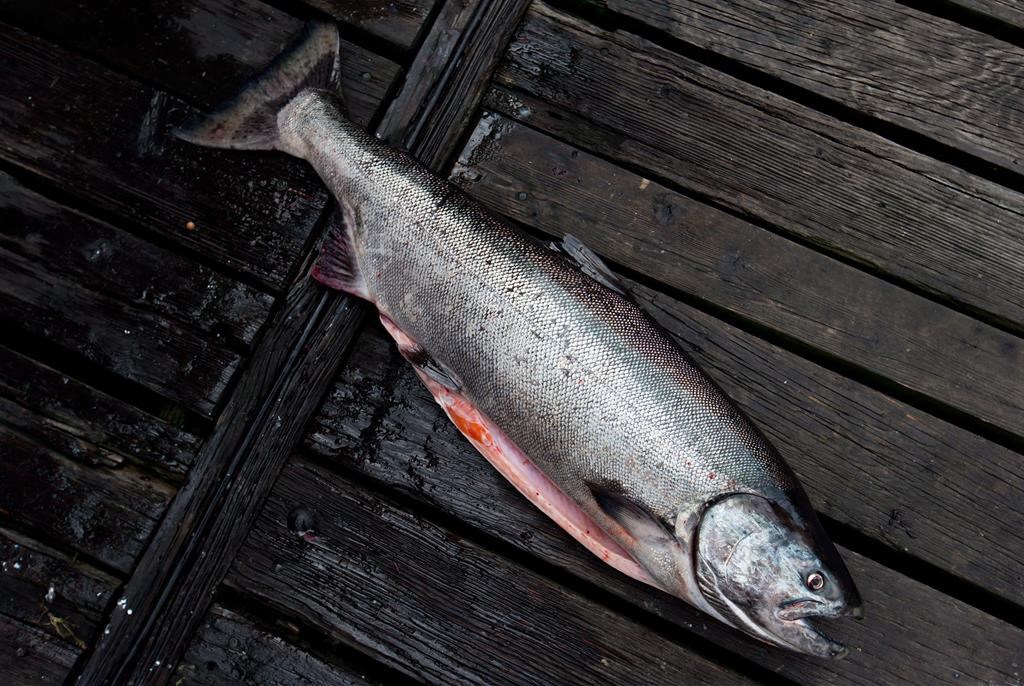 thousands of chinook salmon caught accidentally by b.c. trawlers: report