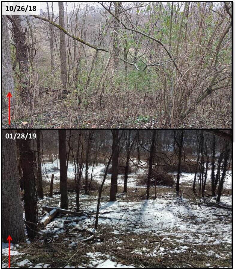homeowner shares before-and-after photos after eliminating troublesome bush: ‘i love a good invasive species removal’