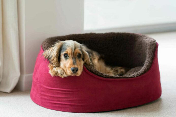 Treat your pup: 15 gift ideas for the dog who has everything