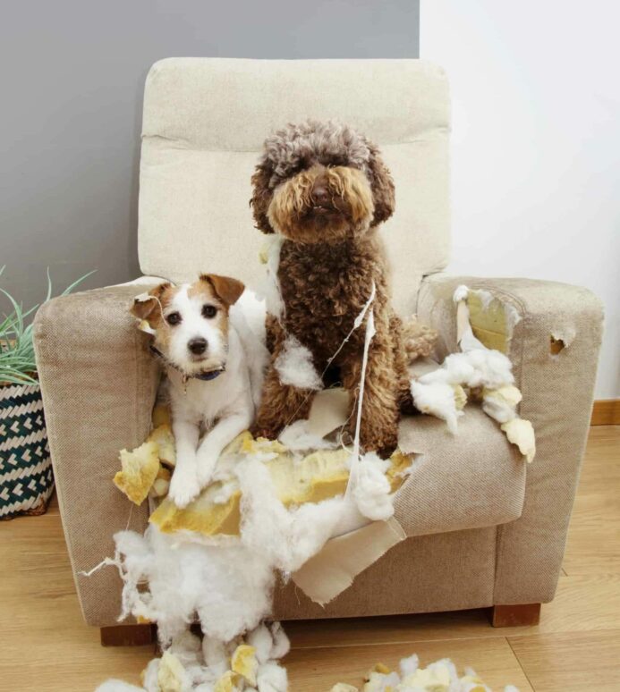 Why your puppy keeps chewing and how you can make it stop