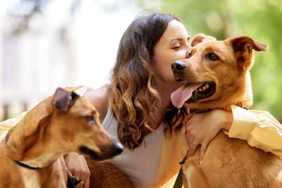 Unlock The Rewards Of Fostering Dogs: 5 Key Questions To Consider