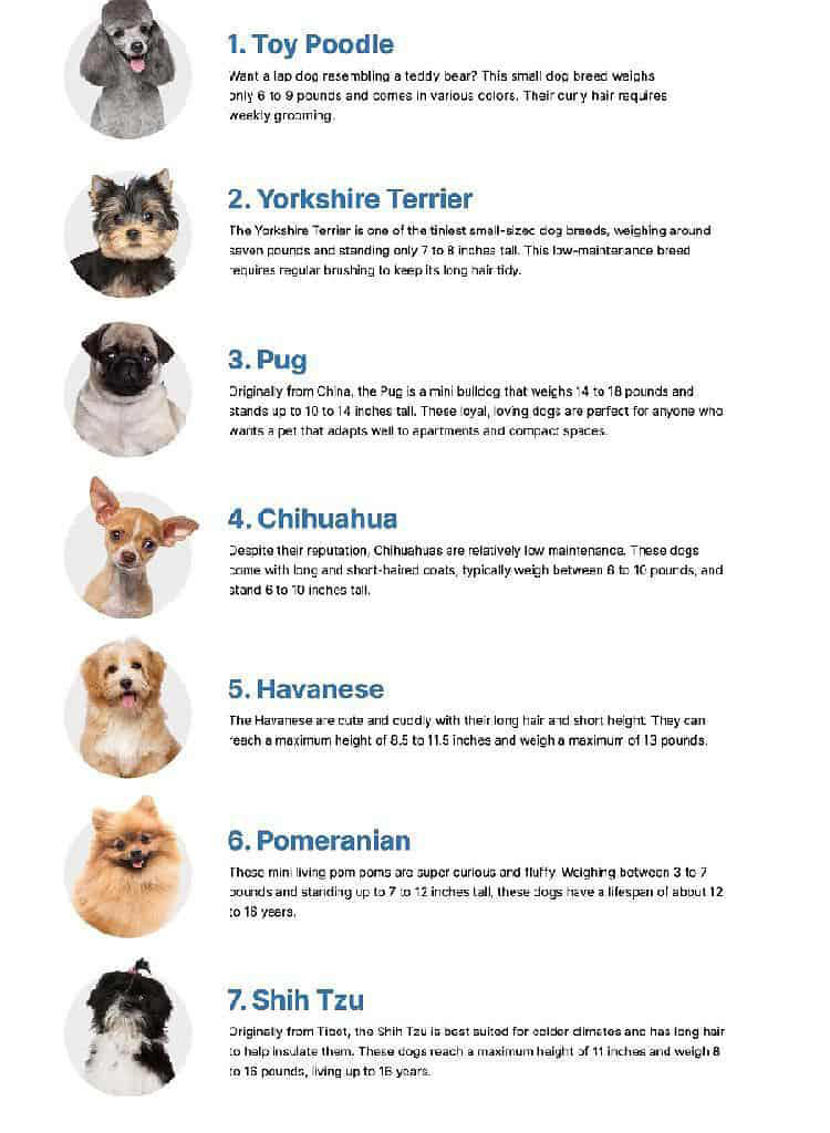 7 adorable small-sized dog breeds that stay tiny