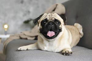7 adorable small-sized dog breeds that stay tiny