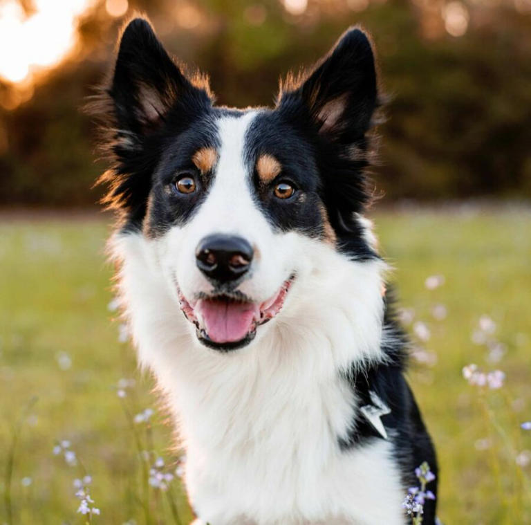 Take 10 Steps To Keep Farm Dogs Safe Outdoors