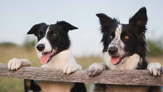 Dogs on duty: 9 types of working dogs and how they help humans