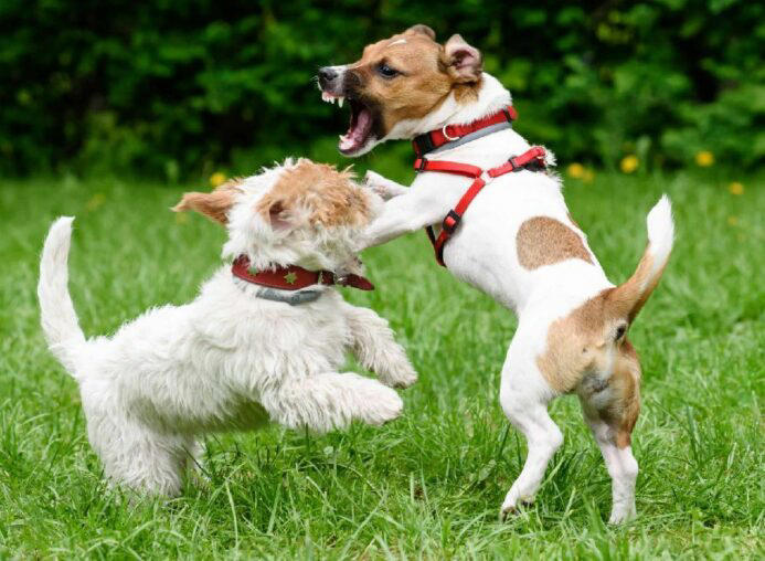 Redirected aggression fashion in dogs