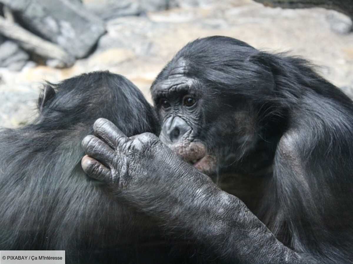 non, les singes bonobo ne sont pas aussi pacifiques qu’on le croyait