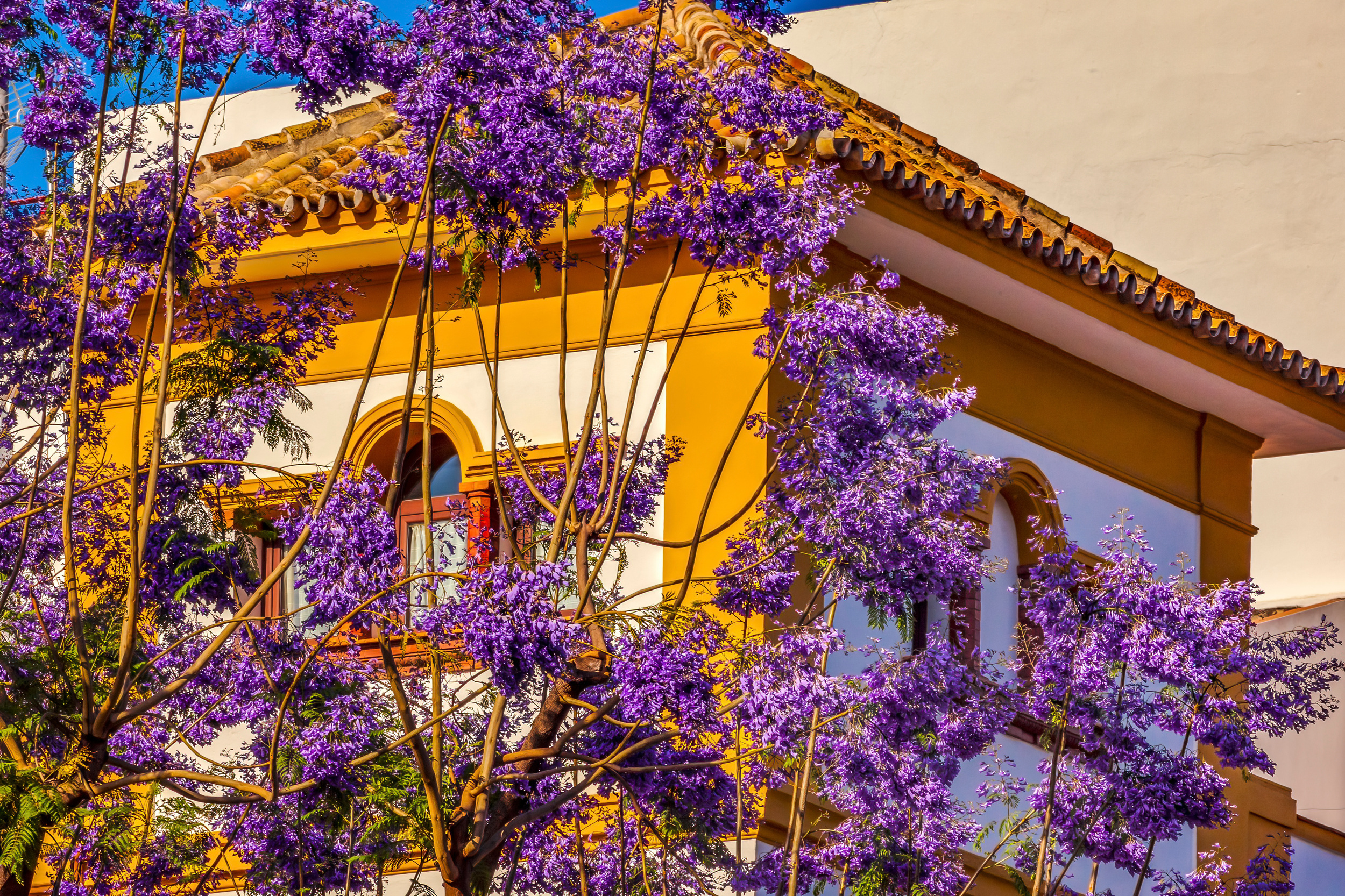 <p>Bright purple Jacaranda trees bloom all over Seville from March to May. Not only that, but the numerous orange trees that dot the city also flower in the spring.</p><p>You may also like: <a href='https://www.yardbarker.com/lifestyle/articles/20_beautiful_european_mountain_towns/s1__40170023'>20 beautiful European mountain towns</a></p>