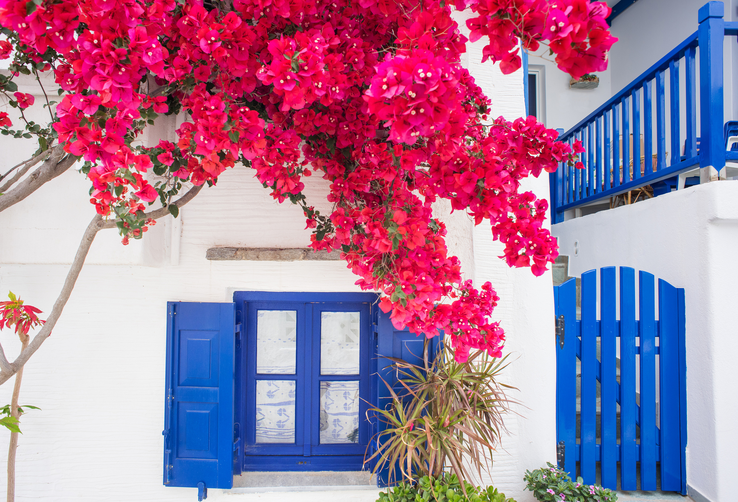 <p>The Greek islands are best known for whitewashed houses, pristine beaches, and some of the bluest water you’ll ever see. However, starting in May, bougainvillea flowers paint the country a vibrant violet. This is especially true in the Cyclades Islands, which include Santorini and Mykonos.</p><p>You may also like: <a href='https://www.yardbarker.com/lifestyle/articles/20_spinach_recipes_you_absolutely_must_try/s1__39117830'>20 spinach recipes you absolutely must try</a></p>