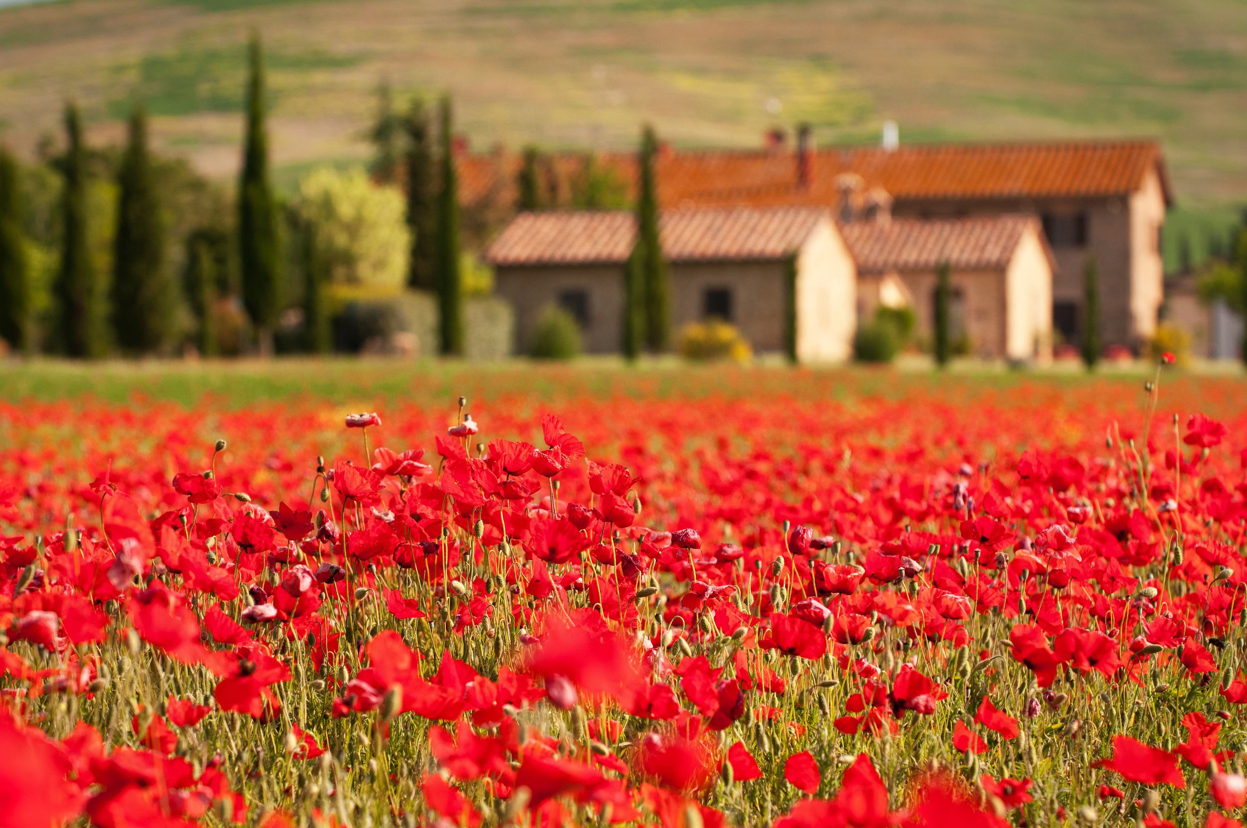 <p>Dreams of Tuscany typically conjure up images of endless verdant hills and those iconic Cypress and Umbrella Pine trees. However, starting in late April, poppies bloom all over the countryside, inviting visitors to admire the landscape.</p><p><a href='https://www.msn.com/en-us/community/channel/vid-cj9pqbr0vn9in2b6ddcd8sfgpfq6x6utp44fssrv6mc2gtybw0us'>Follow us on MSN to see more of our exclusive lifestyle content.</a></p>